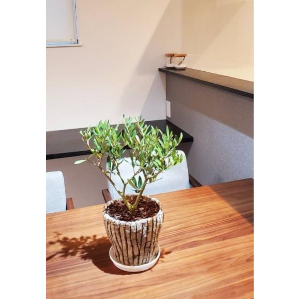 コンパクト樹形 テーブルオリーブ 6号鉢植え 陶器鉢 送料無料 沖縄 離島は除く オリーブの木 Buyee Buyee 日本の通販商品 オークションの代理入札 代理購入