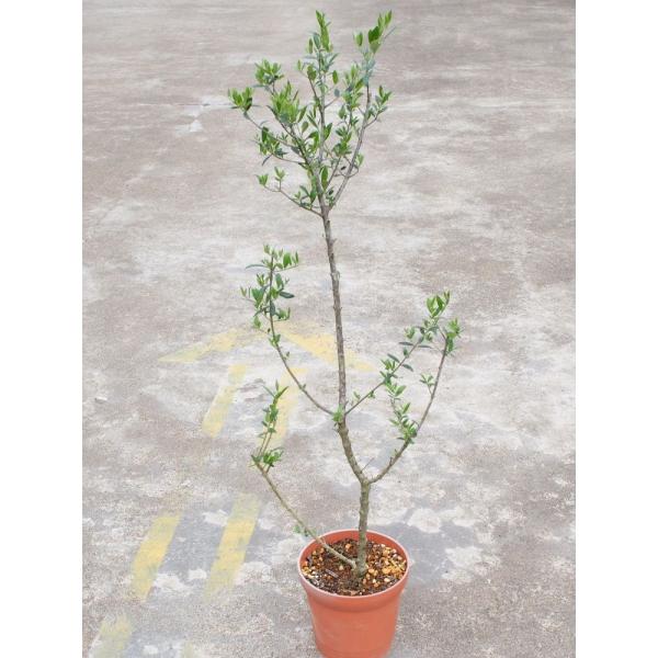 種 オリーブ 木の人気商品 通販 価格比較 価格 Com