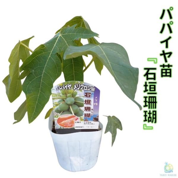 注目の健康野菜 《青パパイヤ苗  石垣珊瑚 3.5号ポット苗》 メリクロン苗 スーパーフード タイ料理