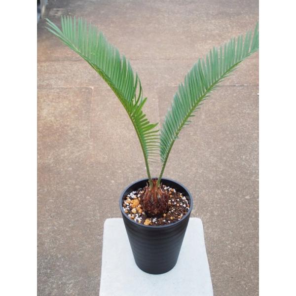 南国ムード満点！存在感抜群のソテツ 南国ムード満点！存在感抜群のソテツ