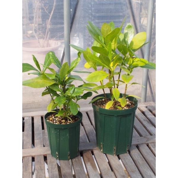 当店一押し タヒチの国花 ティアレタヒチ実生苗 4号スリット鉢 ピンチ済み越冬株 ガーデニアタイタンシス Buyee Buyee Japanese Proxy Service Buy From Japan Bot Online