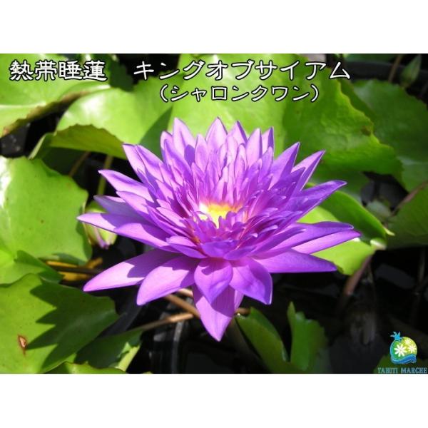 苗 クワの人気商品 通販 価格比較 価格 Com