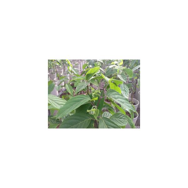 予約商品 6月上旬頃より発送 イランイランの木 ６号鉢 希少熱帯植物 魅惑の香り Buyee Buyee 日本の通販商品 オークションの代理入札 代理購入