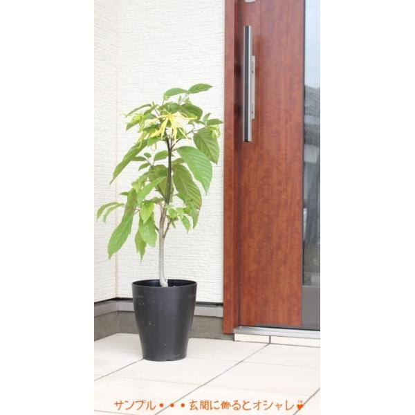 予約商品 6月上旬頃より発送 イランイランの木 ６号鉢 希少熱帯植物 魅惑の香り Buyee Buyee 日本の通販商品 オークションの代理入札 代理購入