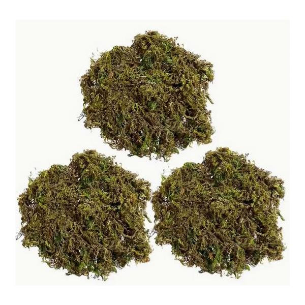 乾燥状態での発送となります水に浸すと増量します