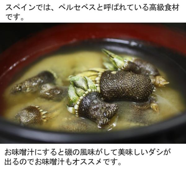 亀の手 生 500ｇ カメノテ ペルセベス かめのて 愛媛県産 香川県産 愛知県産のいずれか 塩ゆで お味噌汁 バーベキューにも Buyee Buyee Japanese Proxy Service Buy From Japan Bot Online