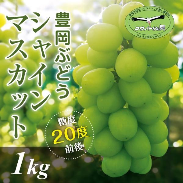 当店限定 豊岡ぶどう シャインマスカット1kg A品 約2房 まとめ買いでお得 糖度度前後 大粒種なし 農園直送 兵庫県産 Toyokabudo Syain1 たじマート 通販 Yahoo ショッピング