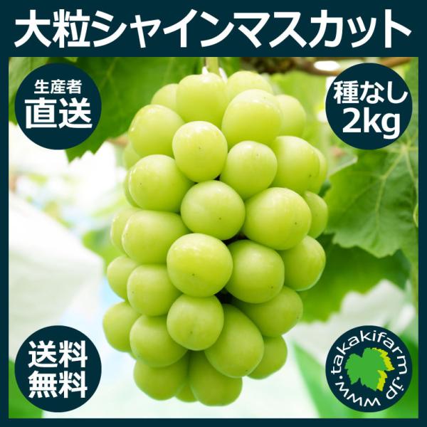 □予約□シャインマスカット2kg入り ぶどう 種なし 大粒 生産者