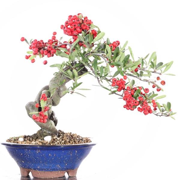 ピラカンサス 高松盆栽 送料無料 Y3 1012 Y3 1012 Ja香川県 高松盆栽の郷 Yahoo 店 通販 Yahoo ショッピング