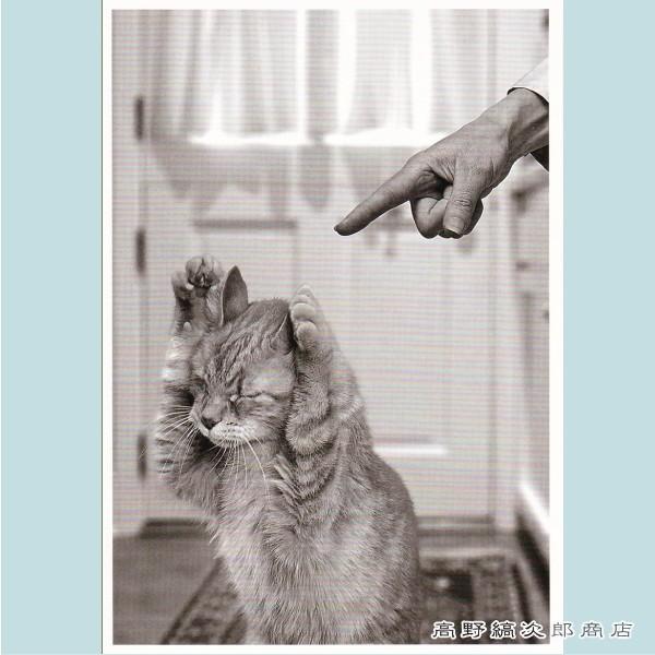 lR|XgJ[hP  Bad Cat L ͂y^[pbNvX40܂ŁE^[pbNCg20܂ŁE[։10܂ŁzA