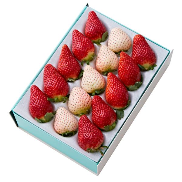 ●同梱不可商品●商品の性質上、北海道、九州、及びお届けまでにお時間のかかる地域（北海道利尻郡、北海道礼文島、伊豆諸島青ヶ島村、小笠原諸島、長崎県対馬市、鹿児島県奄美市、鹿児島県大島郡、沖縄県宮古郡、沖縄県八重山郡）へのお届けはお受けできませ...