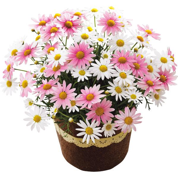 母の日☆マーガレット鉢植え「さくらべーる」5号 : ギフトハウス