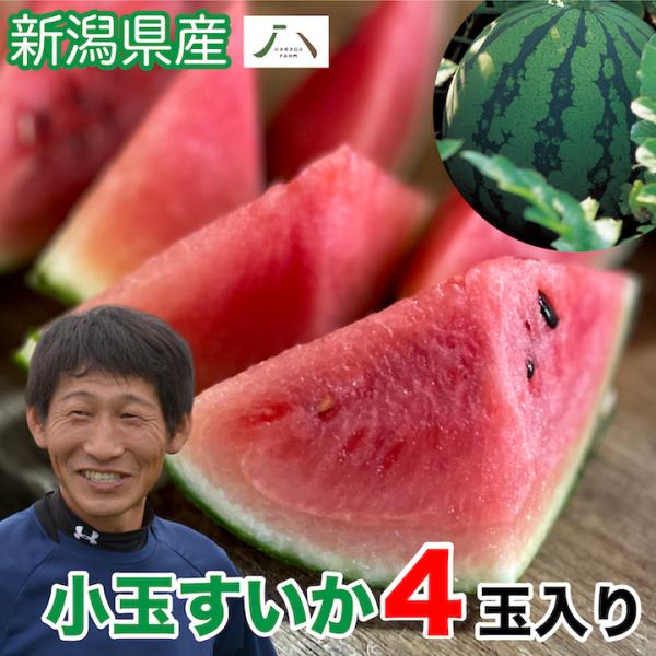 すいか 小玉スイカ 姫甘泉 1.3kg前後×4玉 新潟産 糖度13度 果物 すいか 小玉スイカ 姫甘泉 1.3kg前後×4玉 新潟産 糖度13度 果物