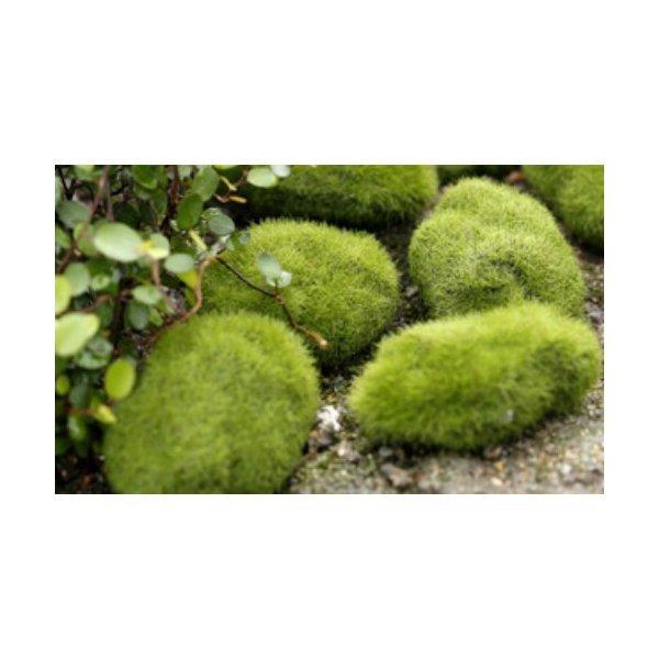 フェイク苔石 小サイズ 苔テラリウム コケリウム テラリウム コケ 苔 イベント 装飾 苔盆栽 箱庭 飾り おしゃれ Chenj0067 テラリウム専門店takara 通販 Yahoo ショッピング