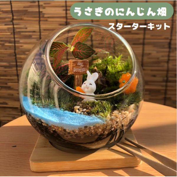 商品名【うさぎのにんじん畑】サイズ幅約12cm 高さ約12cmキット内容・ガラス容器（幅約12cm 高さ約12cm）・竹マット・苔（山ゴケ、シッポゴケ）・観葉植物（フィットニア）　季節によって種類が変わることがありますが、雰囲気は大きく変わ...