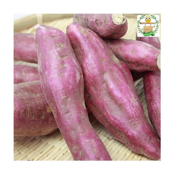 鹿児島県産　2025/０8月収穫済み大ブームさつま芋、紅はるか。うま味成分(白い)ラインが表面に現れたら、食べごろサインです。焼き芋にすると、天下一品の美味しさです。お芋の大小によって異なりますが、2ｋｇで約6〜8本程度になります。甘くてお...