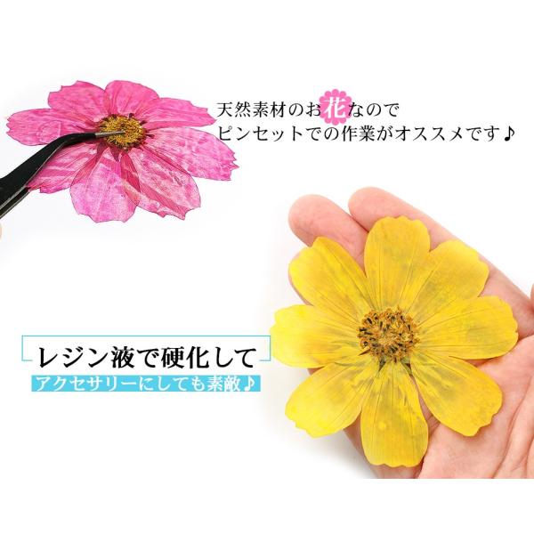 特販格安 業務用 押し花 コスモス オレンジ 封印 レジン デコ 500枚ドライフラワー 大容量 アートフラワー 押し花 Daisenkaku Or Jp
