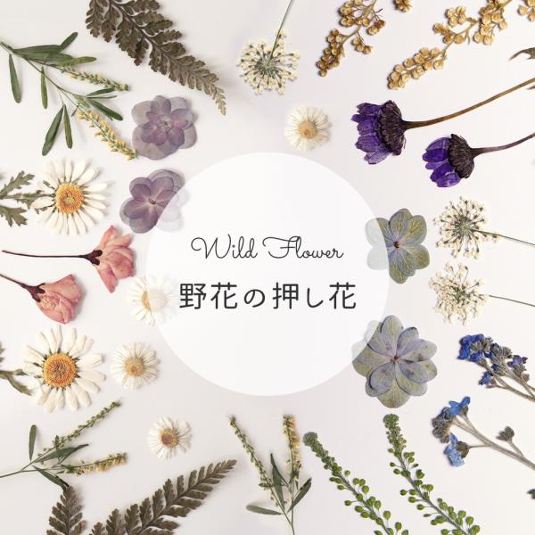 素朴な野に咲く草花の押し花。レジンの埋め込みやクラフトの素材に。ITEM DETAIL商品名：野の花 押し花素材18種から選べる数量：1シート・商品のカラーはモニタやブラウザの関係で実物と異なることがございます。・商品ページの見本写真にある...