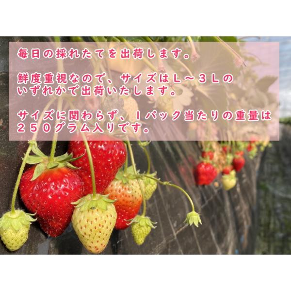 古都華 1箱 250グラム2パック入り 奈良県高取町産いちご 読売テレビ かんさい情報ネットten 取材商品 Ktk 001 たかとり まるしぇ 通販 Yahoo ショッピング