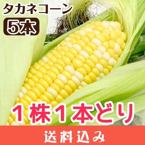 【9月15〜18日頃出荷】 とうもろこし タカネコーン 【 5本入 】 たかねコーン 糖度15度以上  送料込 同梱不可 日付指定不可※北海道1000円、沖縄1200円別途必要