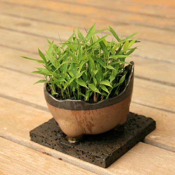 オロシマチク 於呂島竹 5号盆栽2 Buyee Buyee Japanese Proxy Service Buy From Japan Bot Online