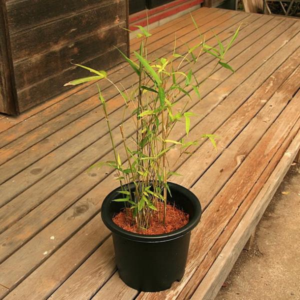 ホウライチク 蓬莱竹 の鉢植え Buyee Buyee 提供一站式最全面最專業現地yahoo Japan拍賣代bid代拍代購服務bot Online
