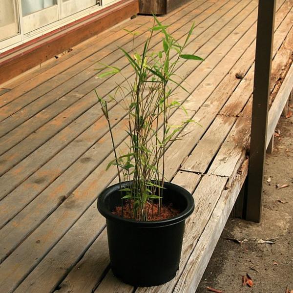 ホウライチク 蓬莱竹 の鉢植え Buyee Buyee 提供一站式最全面最專業現地yahoo Japan拍賣代bid代拍代購服務bot Online