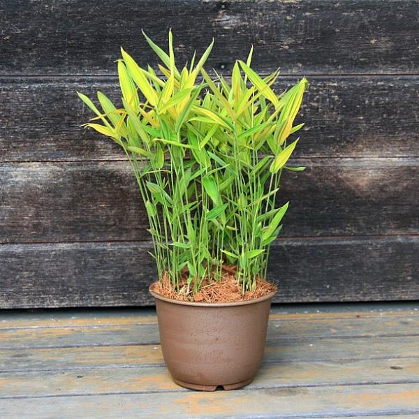 カムロザサ 禿笹 の鉢植え 竹の緑 Pick店 Pick ピック 素敵な商品を 探せる 選べる 紹介できる