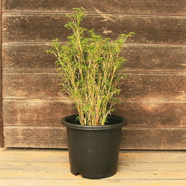 ミキスジホウオウチク 幹筋鳳凰竹 の鉢植え 竹の緑 Pick店 Pick ピック 素敵な商品を 探せる 選べる 紹介できる