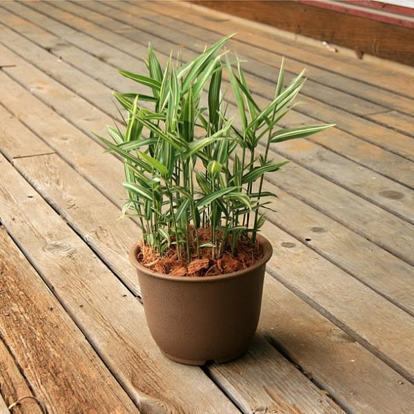 チゴザサ 稚児笹 の鉢植え Htig 竹の緑 通販 Yahoo ショッピング
