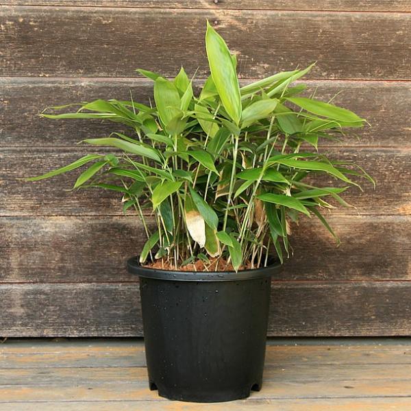 チマキザサ(粽笹)の鉢植え / 竹の緑 PiCK店 - PiCK(ピック)|素敵 チマキザサ(粽笹)の鉢植え / 竹の緑 PiCK店 - PiCK(ピック)|素敵
