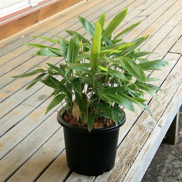 チマキザサ 粽笹 の鉢植え Buyee Buyee 日本の通販商品 オークションの代理入札 代理購入