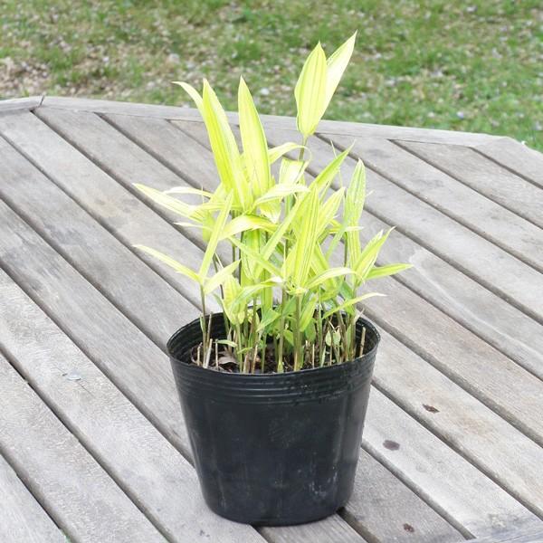 ■ポットサイズ：直径12cm■ポット　　　：ポリポット■商品説明　　：春の新芽は鮮やかな黄色となりますが、夏以降は黄緑色に変化します。主に園芸用の笹として栽培されている笹。地下茎が伸長します■ご注意点　　：植物ですので多少の個体差があります...