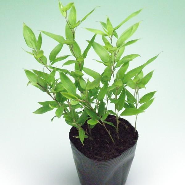 ■ポットサイズ：直径12cm■ポット　　　：ポリポット■商品説明　　：福を呼ぶ福笹として有名になった笹です。庭園や公園の根締めに利用されたり、生垣や植え込みに利用されています。地下茎が伸長します■ご注意点　　：植物ですので多少の個体差があり...