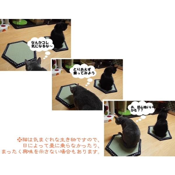 猫ホイホイ畳(R)」[純国産いぐさ]【畳】猫転送装置〜ＮＨＫおはよう 
