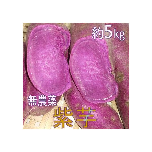千葉県富津市竹岡産 紫芋 約5kg