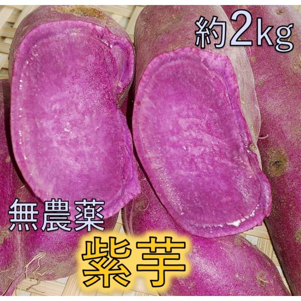 【限定3セットのみ】歳末セール　千葉県富津市竹岡産　不揃い紫芋　千葉県富津市竹岡産 紫芋 約2kg