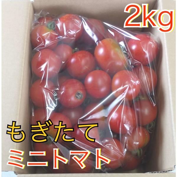 ミニトマト 約2kg（もぎたて）新鮮でとってもあま〜い　野菜　サラダ　産地直送　