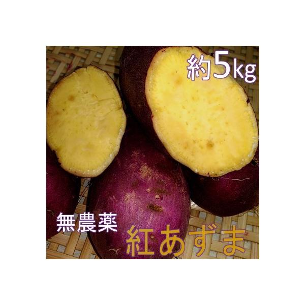 千葉県富津産 紅あずま 約5kg