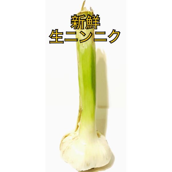 千葉県産 にんにく 採れたて新鮮 takeoka-store_ninniku2k