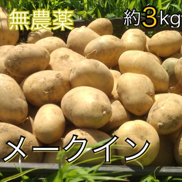 千葉県富津市竹岡産 じゃがいも/メークイン 約3kg　無農薬野菜