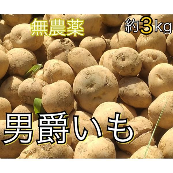 千葉県富津市竹岡産 じゃがいも/男爵いも 約3kg　無農薬野菜　産地直送