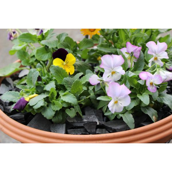 竹炭粒500ｇ 鉢植え プランター ガーデニング用化粧石として 南九州産孟宗竹使用 Buyee 日本代购平台 产品购物网站大全 Buyee一站式代购 Bot Online
