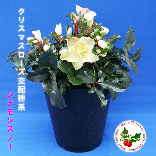 秋冬限定 クリスマスローズ シナモンスノー 5号 鉢花 開花株 開花 受験 合格 祈願 人気 風水 癒し インテリア 飾り プレゼント おしゃれ かわいい 生花 Kawamura 004 ギフト通販の専門店たきび 通販 Yahoo ショッピング