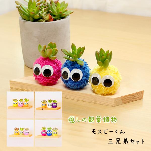 癒しの観葉植物モスビーくん 選べる三兄弟セット 結婚祝い 出産祝い 退職祝い 快気祝い 花粉なし おしゃれ かわいい ギフト 誕生日プレゼント 贈答 贈り物 Suzukakaki 002 ギフト通販の専門店たきび 通販 Yahoo ショッピング