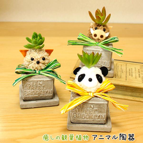 癒しの観葉植物 選べるアニマル陶器 結婚祝い 出産祝い 退職祝い 快気祝い 花粉なし おしゃれ かわいい ギフト 誕生日プレゼント 贈答 贈り物 Suzukakaki 008 ギフト通販の専門店たきび 通販 Yahoo ショッピング