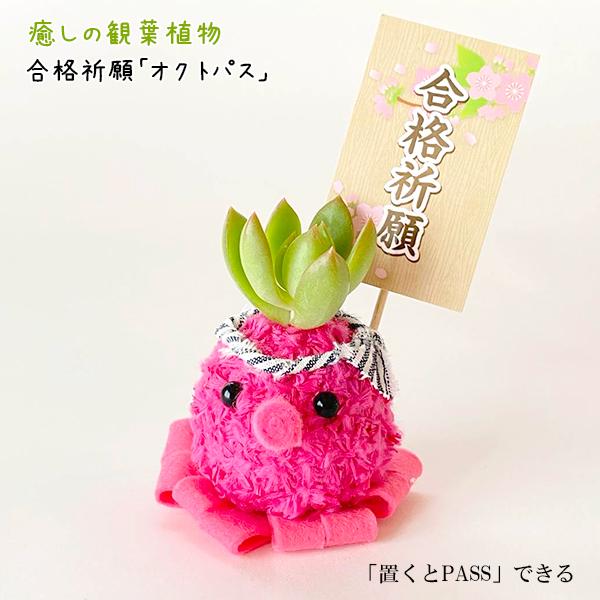 癒しの観葉植物 合格祈願 オクトパス グッズ お守り 手作り 中学 高校 大学 受験 勉強 花粉なし おしゃれ かわいい ギフト 誕生日プレゼント Suzukakaki 018 ギフト通販の専門店たきび 通販 Yahoo ショッピング