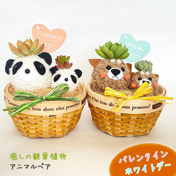ホワイトデー 癒しの観葉植物 アニマルペア ホワイトデー 花粉なし おしゃれ かわいい ギフト 誕生日プレゼント 贈答 贈り物 インテリア 置物 お返し Suzukakaki 022 ギフト通販の専門店たきび 通販 Yahoo ショッピング