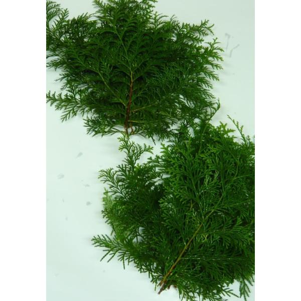 国産　檜葉（ヒバ）桧葉　30ｃｍ〜35ｃｍ×10枚（送料別）