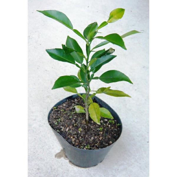 柚子　ページ 花柚子実付実績 - 果樹苗木・成木通販の 特等大苗専門店 すだ